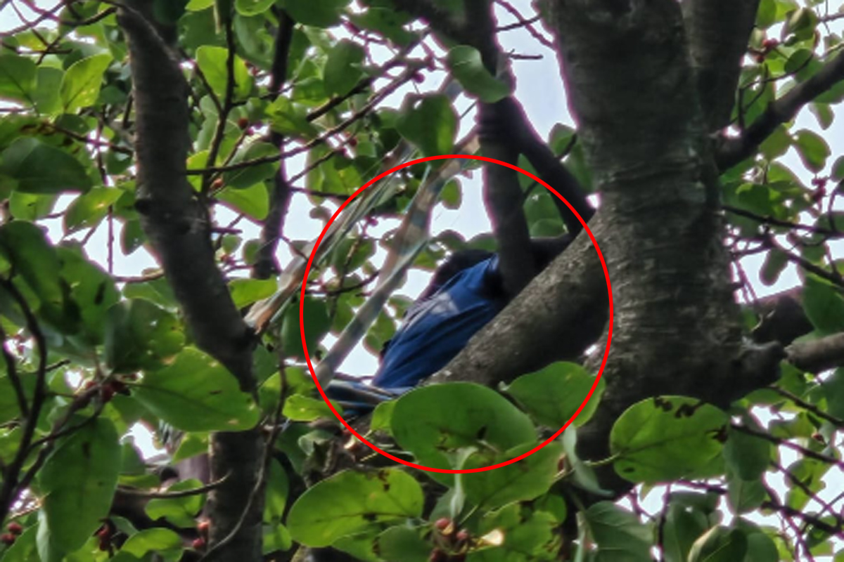 কবরস্থানে বটগাছের মগডালে উঠে লাফালাফি, দিনভর ফায়ার সার্ভিসের চেষ্টায় উদ্ধার
