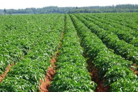 ‎লাভের আসায় চাষ করে এবারো ক্ষতির মুখে আলু চাষীরা