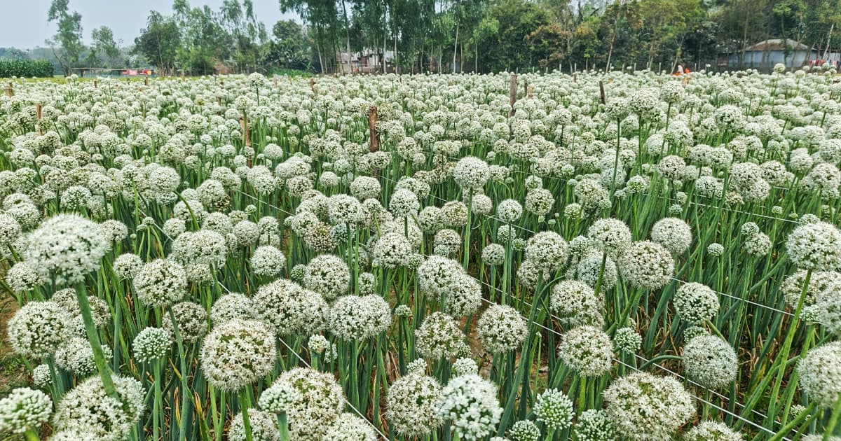 কালো সোনাখ্যাত পেঁয়াজের বীজ, বদলে দিচ্ছে কৃষকের ভাগ্য